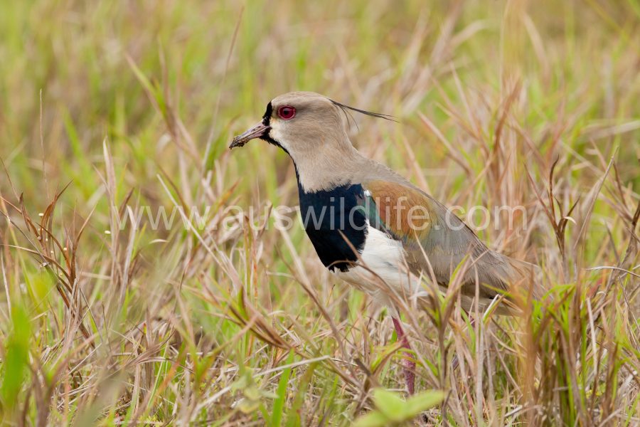 southern-lapwing-3