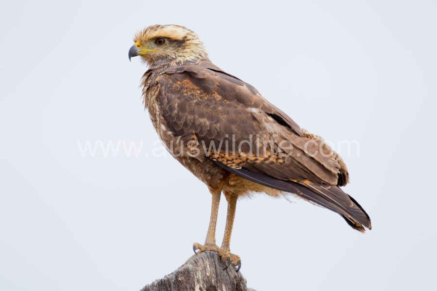 savanna-hawk