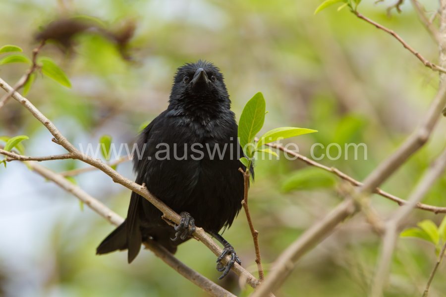 shiny-cowbird-2
