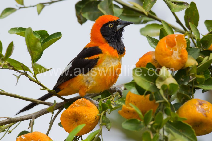 orange-backed-troupial