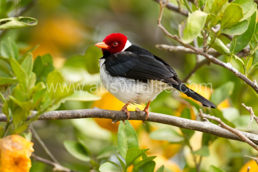 yellow-billed-cardinal