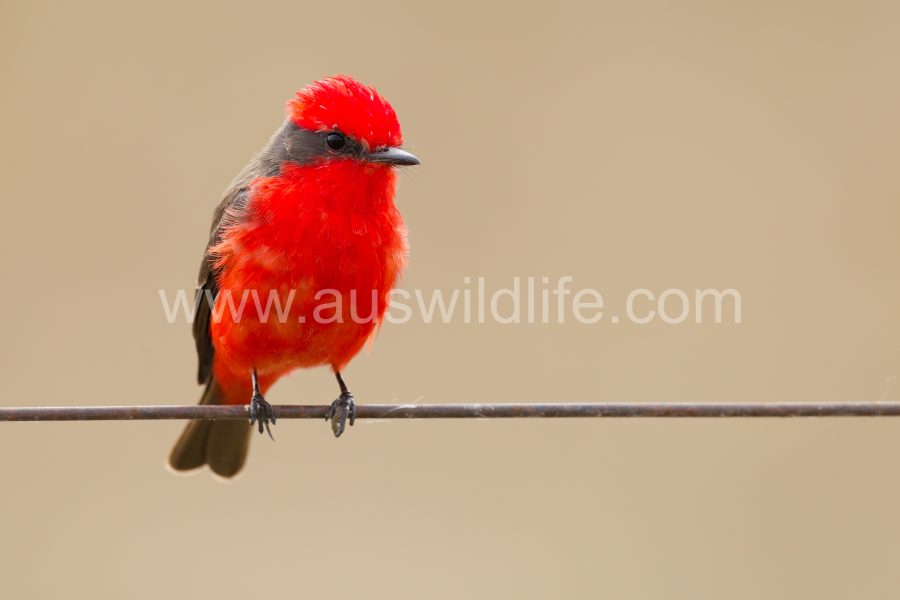 vermilion-flycatcher-2