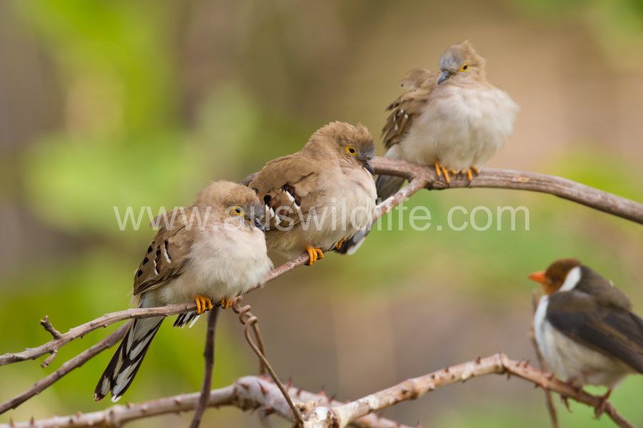 long-tailed-ground-dove
