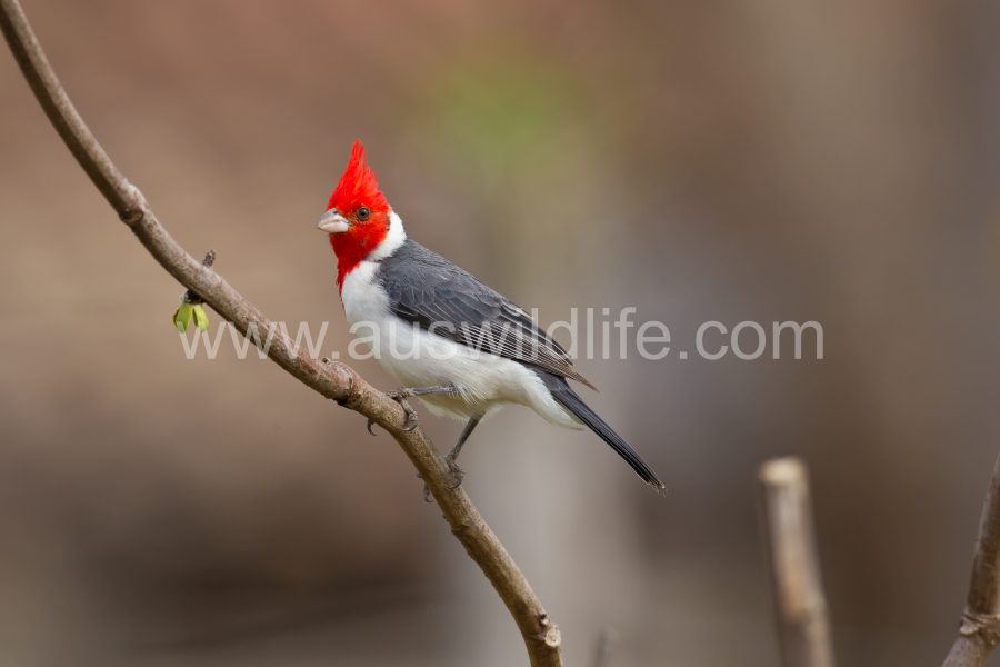 red-crested-cardinal