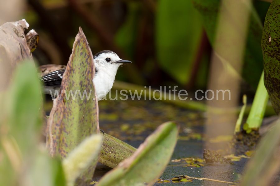black-backed-water-tyrant