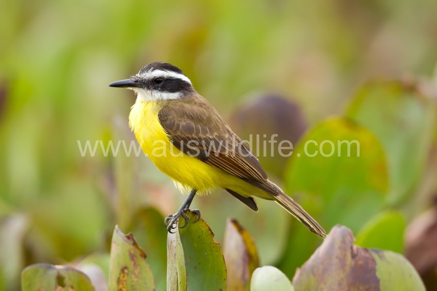 lesser-kiskadee