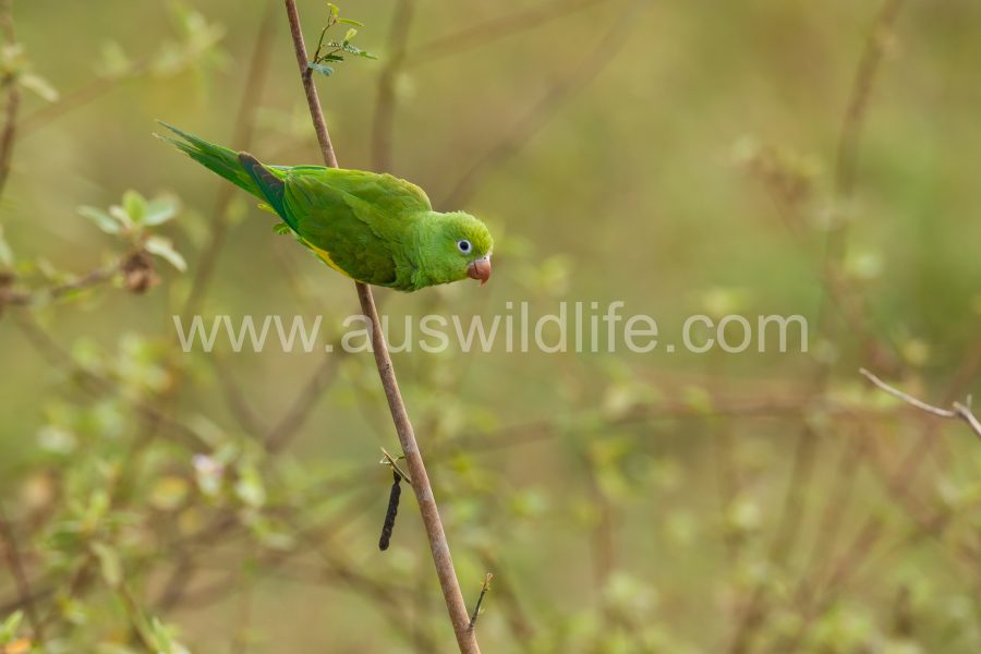 yellow-chevroned-parakeet