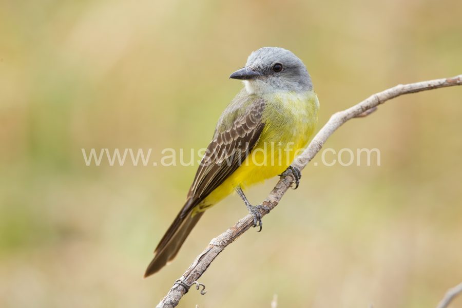 tropical-kingbird