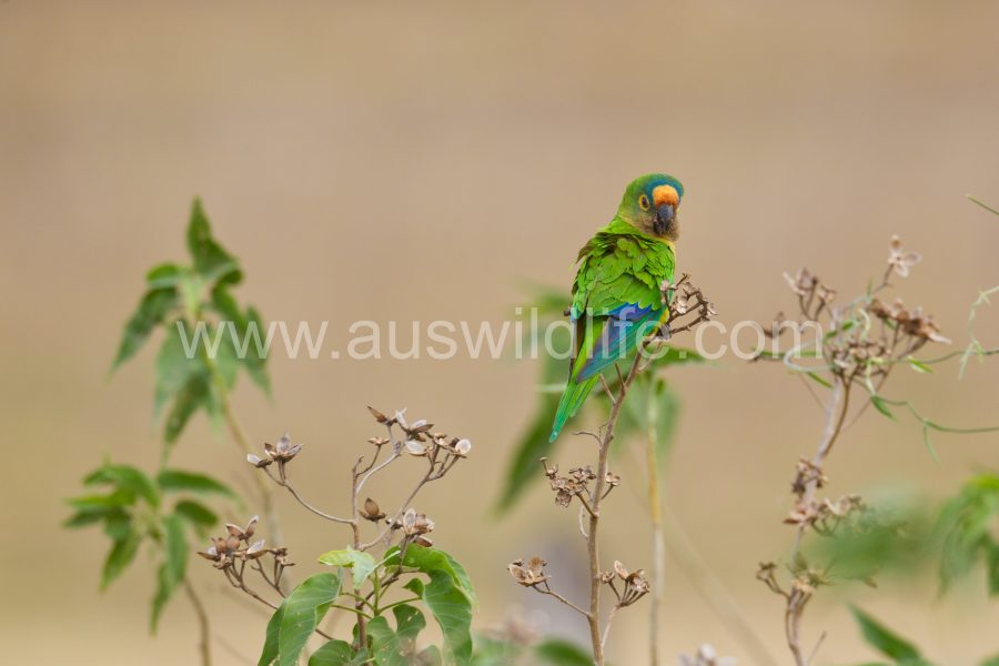 peach-fronted-parakeet