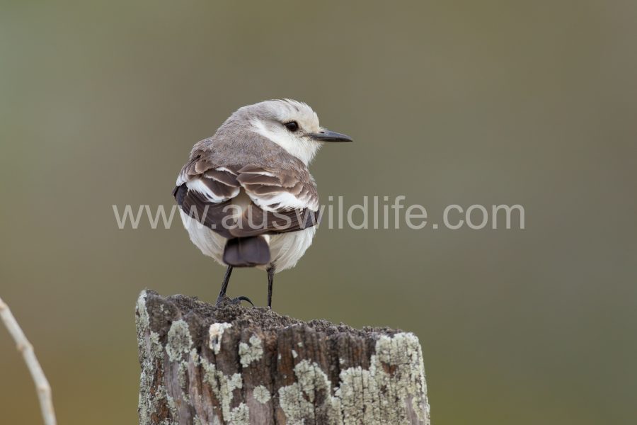 white-rumped-monjita
