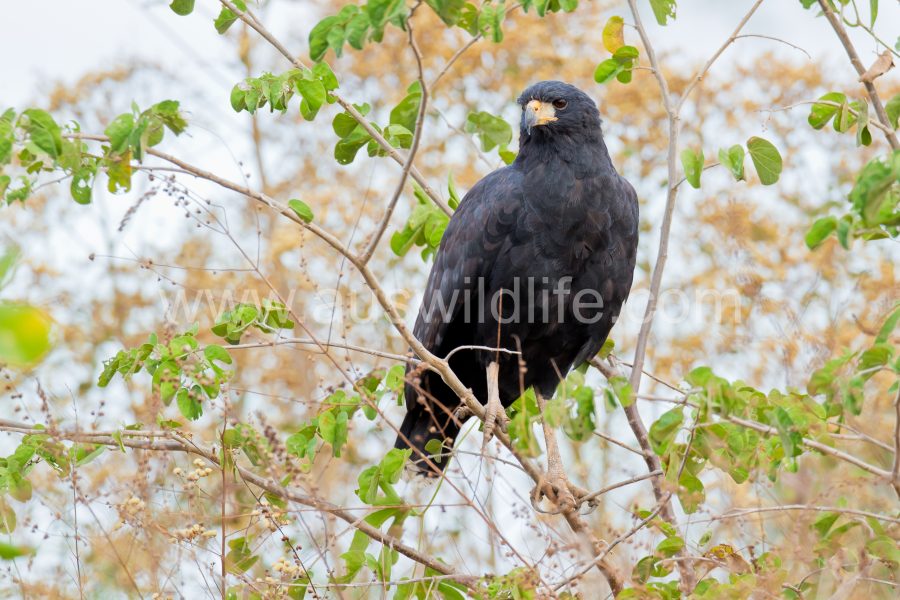 great-black-hawk-5