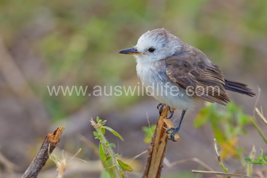 white-headed-marsh-tyrant