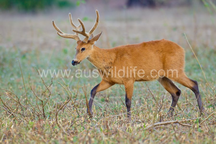 marsh-deer-2