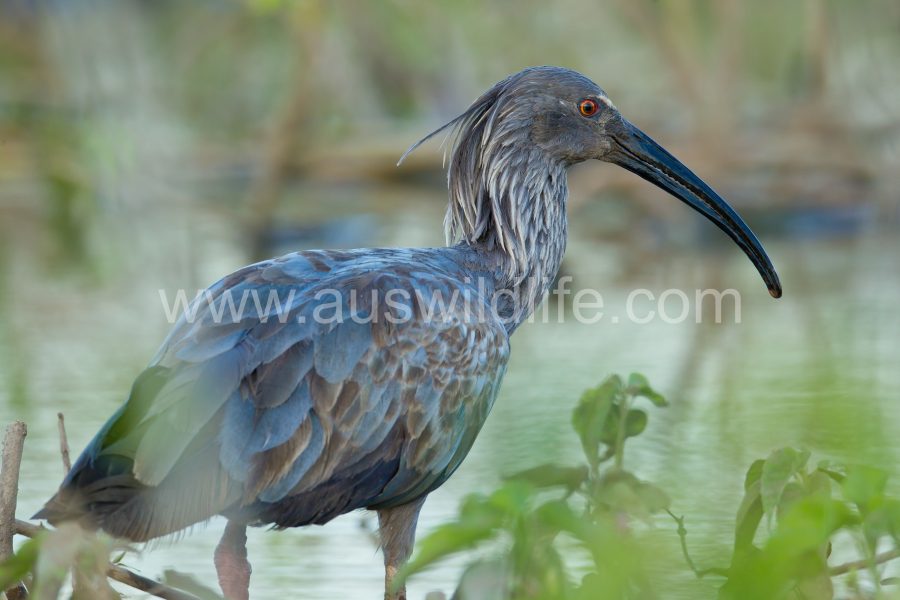 plumbeous-ibis