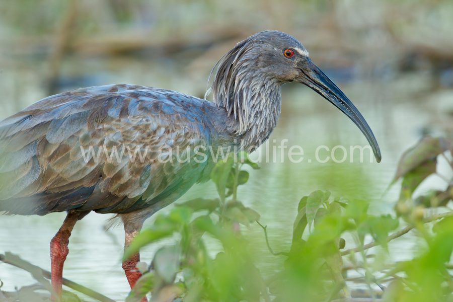 plumbeous-ibis-2