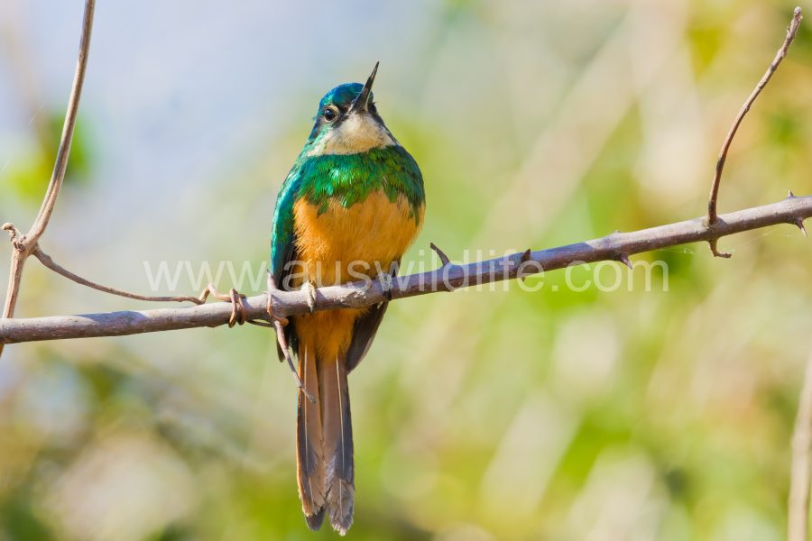 rufous-tailed-jacamar