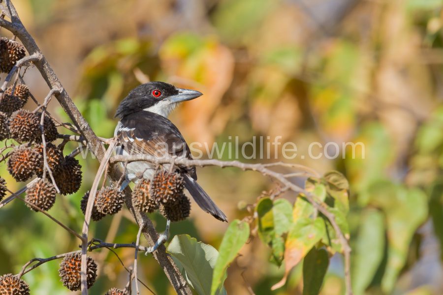 great-antshrike