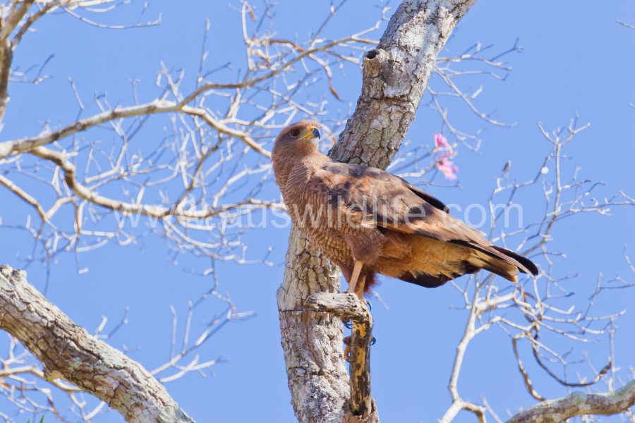 savanna-hawk-2