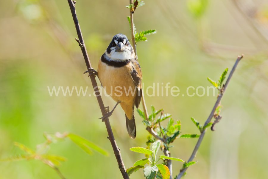 rusty-collared-seedeater