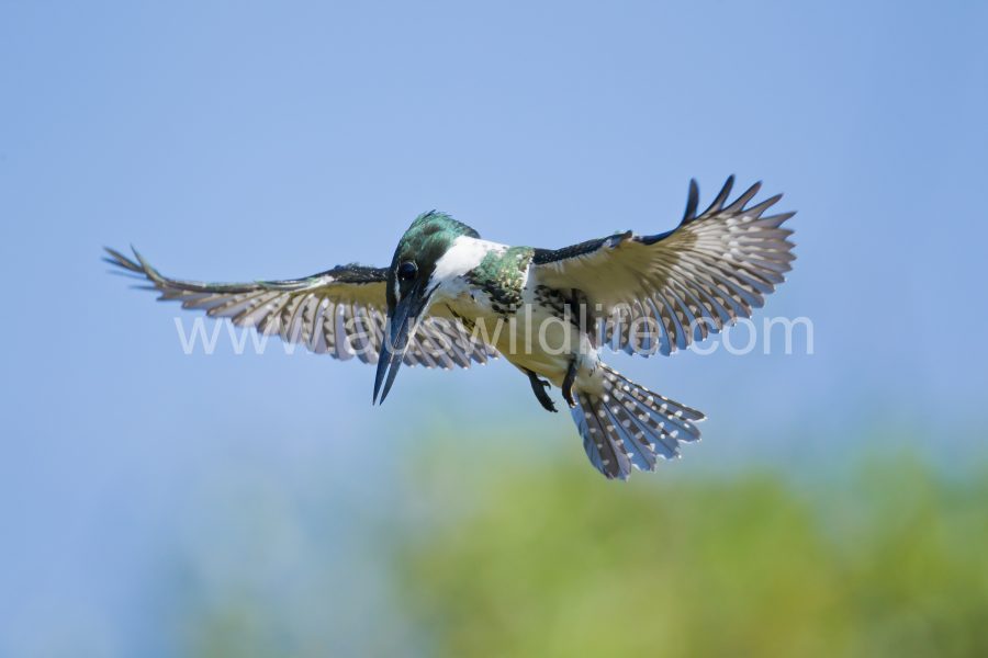 amazon-kingfisher-2