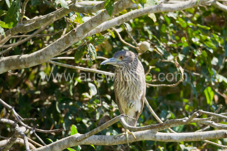 black-crowned-night-heron