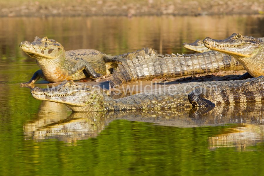 yacare-caiman-or-jacare-3