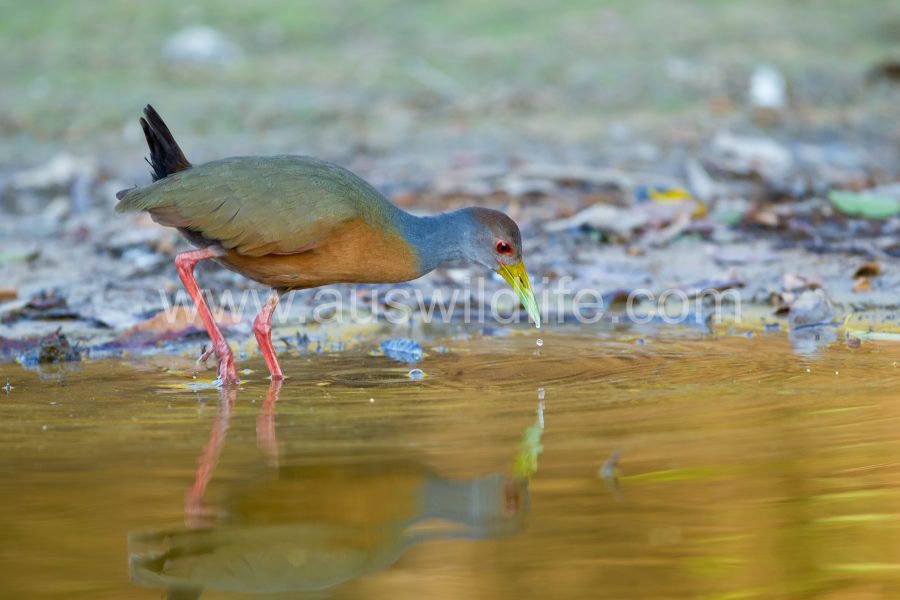 grey-necked-wood-rail-2