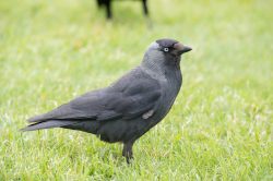 jackdaw-corvus-monedula