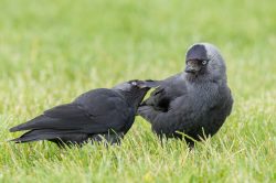jackdaw-corvus-monedula-3