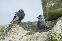 jackdaw-corvus-monedula-4