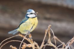 blue-tit-cyanistes-caeruleus