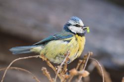 blue-tit-cyanistes-caeruleus-2