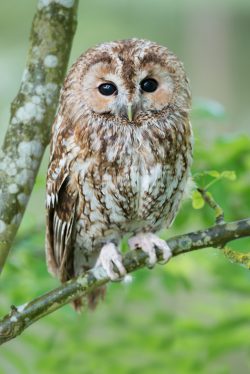 tawny-owl-strix-aluco
