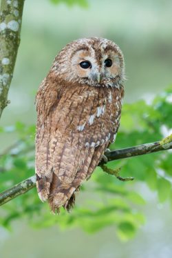 tawny-owl-strix-aluco-2