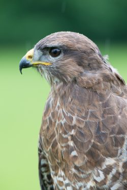 common-buzzard-buteo-buteo
