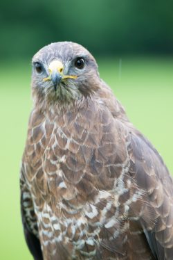 common-buzzard-buteo-buteo-2