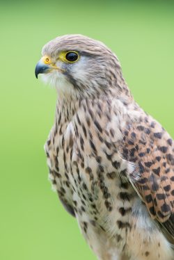 kestrel-falco-tinnunculus