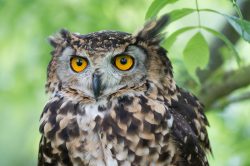 eurasian-eagle-owl-bubo-bubo