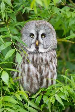 great-grey-owl-strix-nebulosa