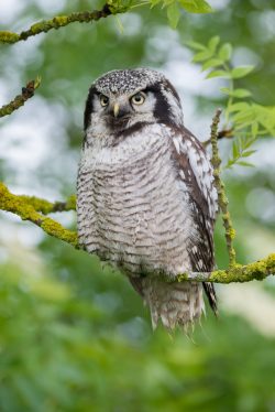 northern-hawk-owl-surnia-ulula