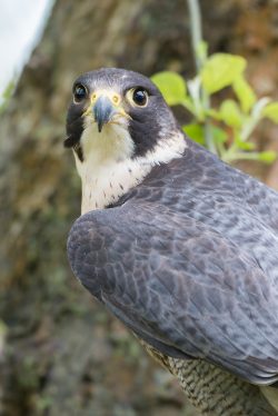 peregrine-falcon-falco-peregrinus-4