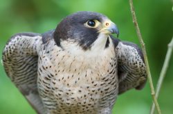 peregrine-falcon-falco-peregrinus-5