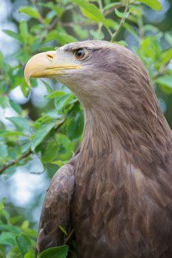 white-taled-eagle-haliaeetus-albicilla