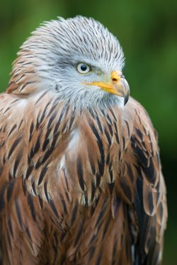 red-kite-milvus-milvus