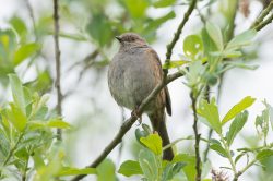 chaffinch-fringilla-coelebs