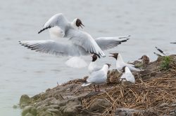 black-headed-gulls-chroicocephalus-ridibundus