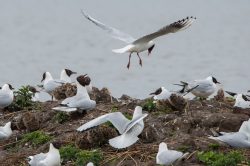 black-headed-gulls-chroicocephalus-ridibundus-2