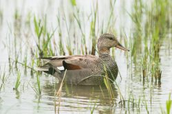 gadwall-anas-strepera