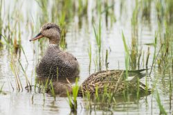 gadwall-anas-strepera-2