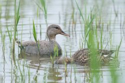 gadwall-anas-strepera-3